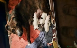 Staffordshire Bull Terrier dogs for sale: staffordshire bull terrier puppy's - Advert 1