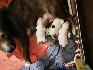 Staffordshire Bull Terrier dogs staffordshire bull terrier puppy's - Advert 6