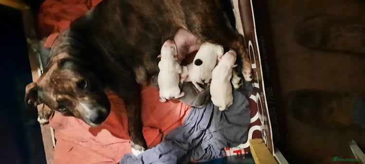 Staffordshire Bull Terrier dogs staffordshire bull terrier puppy's - Advert 1