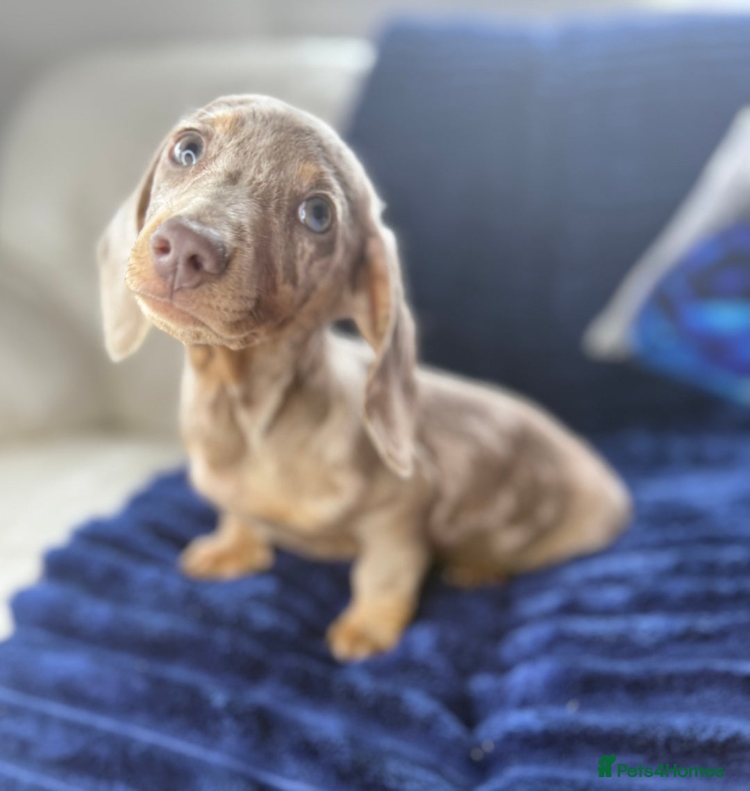 Miniature Dachshund dogs for sale: Miniature dachshund puppies  - Image 4