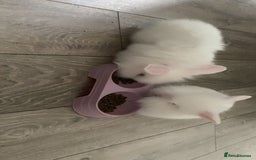 Lionhead rabbits for sale: 2 white double lion head  - Advert 4