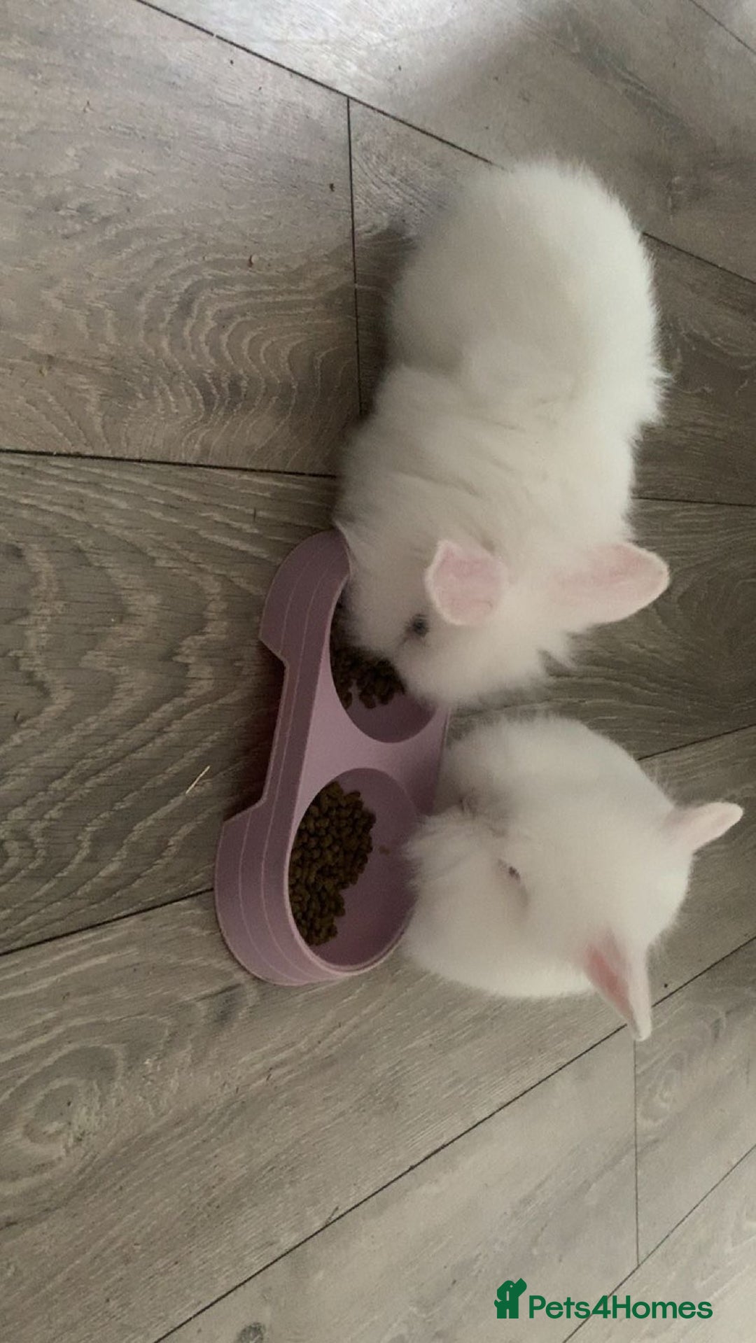 Lionhead rabbits for sale: 2 white double lion head  - Advert 4