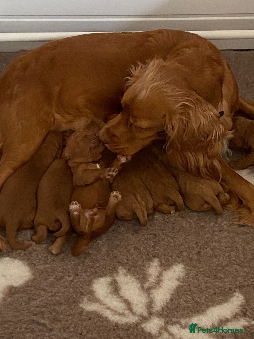 Cockapoo dogs for sale: F1 Cockapoo puppies from health tested parents  - Advert 1