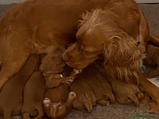 Cockapoo dogs F1 Cockapoo puppies from health tested parents - Advert 5