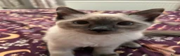 Ragdoll cats for sale: Male & Female Ragdolls for sale  - Advert 8