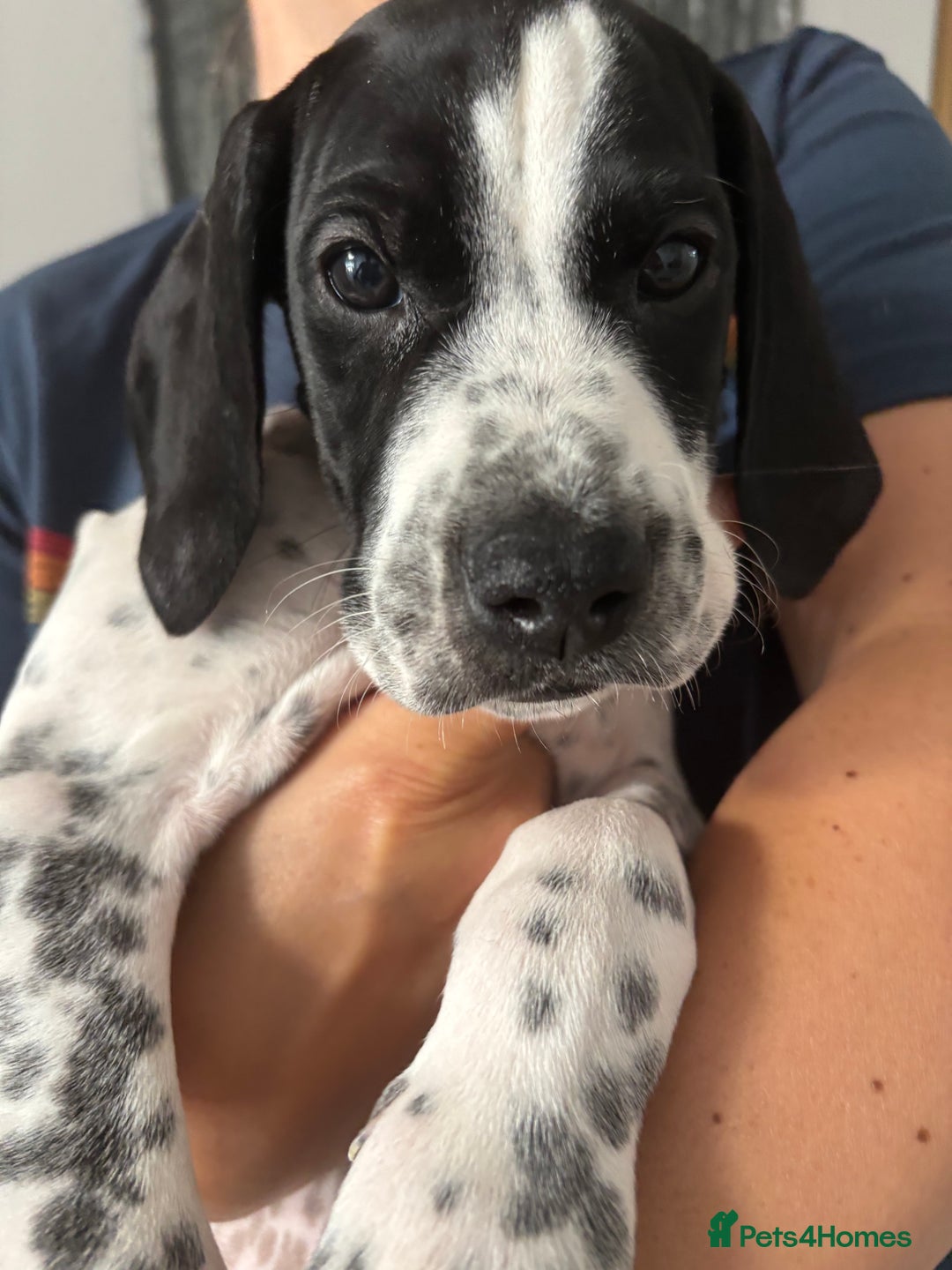 Pointer dogs for sale: ⭐️ LAST 3 PUPS REMAINING!⭐️ - Image 11
