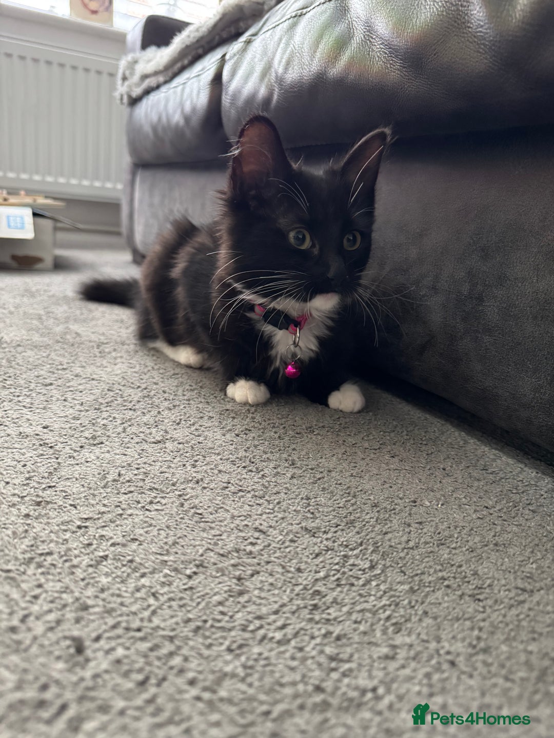 Mixed Breed cats for sale: Siberian Nevada mixed breed kittens  - Advert 4