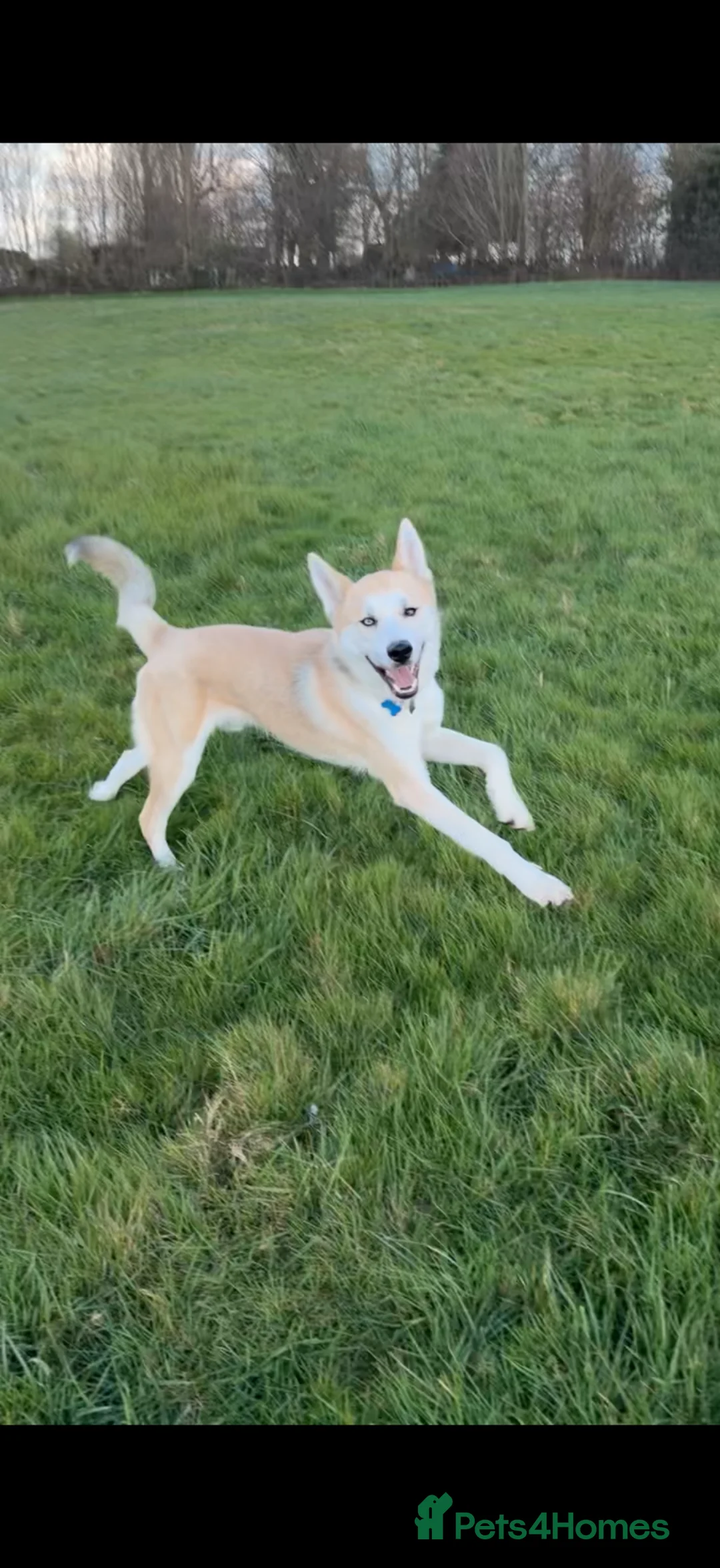 Huskita dogs for sale: 1 year old Husky x Akita in Chesterfield - Advert 2