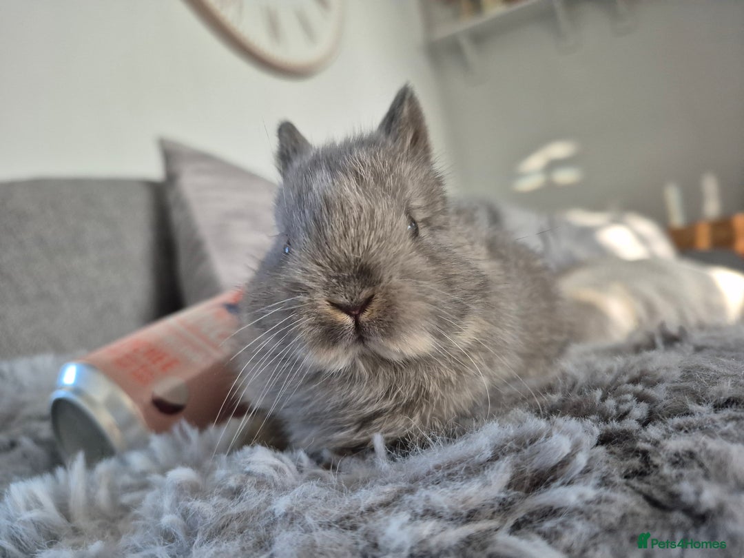 Netherland Dwarf rabbits for sale: Beautifull   **   netherland dwarf tiny babys - Advert 6