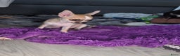 Chihuahua dogs for sale: CHIHUAHUA Girls Ready To Go - Advert 12