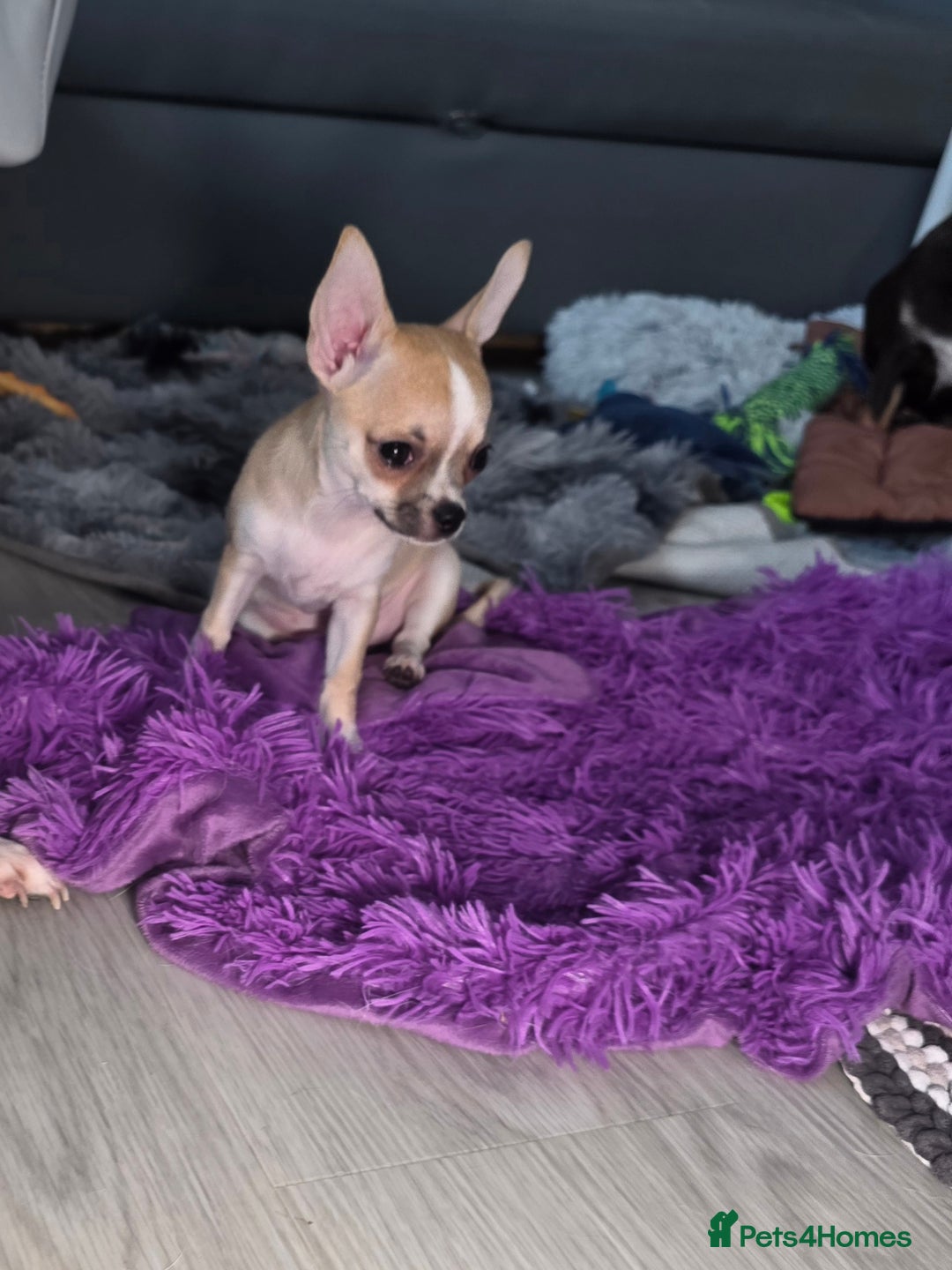 Chihuahua dogs for sale: CHIHUAHUA Girls Ready To Go - Advert 12