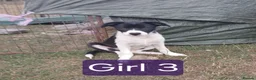 Border Collie dogs for sale: **Border Collie Pups for Sale** - Advert 4