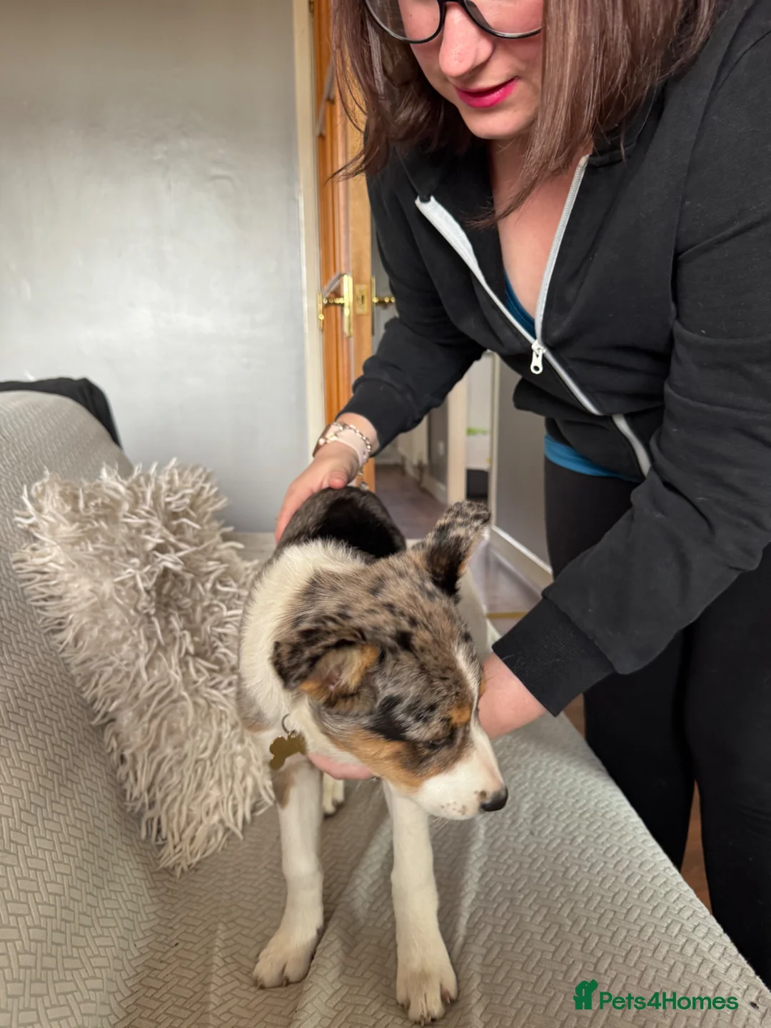 Border Collie dogs for sale: Blue Marley border collie in Glenrothes - Advert 4