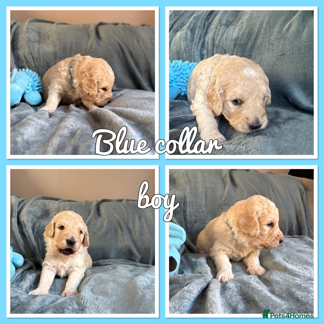 Mini Goldendoodle dogs for sale: Beautiful Family Raised F1 Mini Golden-doodles  - Image 34