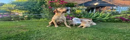 Labrador Retriever dogs for sale: Lovely Labradors  - Advert 2