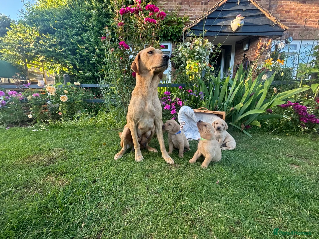 Labrador Retriever dogs for sale: Lovely Labradors  - Advert 2