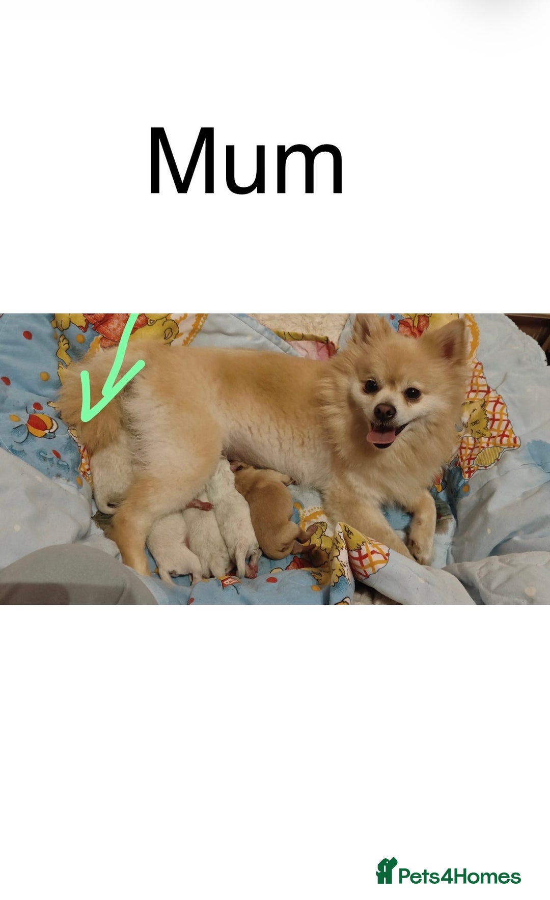 Pomeranian dogs for sale: Pomeranian puppy  - Image 2