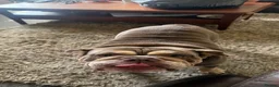 English Bulldog dogs for sale: English bulldog lola  - Advert 7
