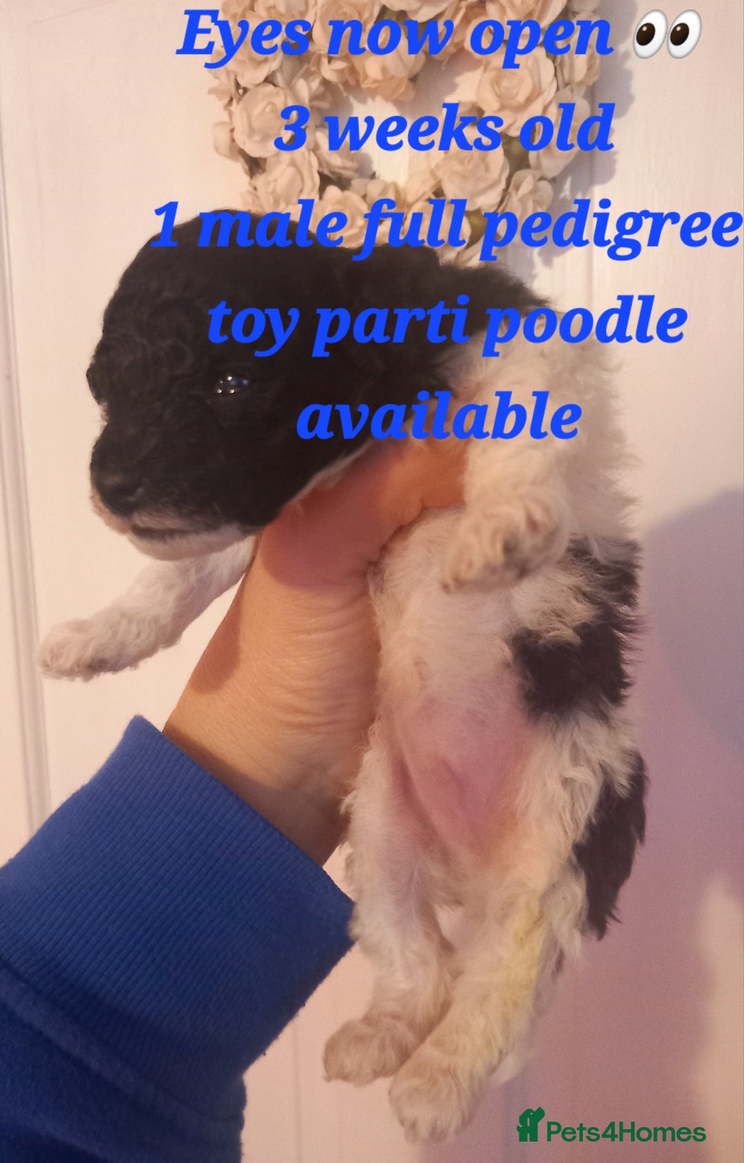 Toy Poodle dogs for sale: **1 PARTI BOY AVAILABLE**READY 21st DECEMBER** - Advert 24