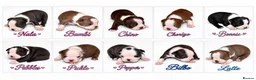 Boston Terrier dogs for sale: KC registered Boston Terrier Puppies  in Swanage - Advert 3