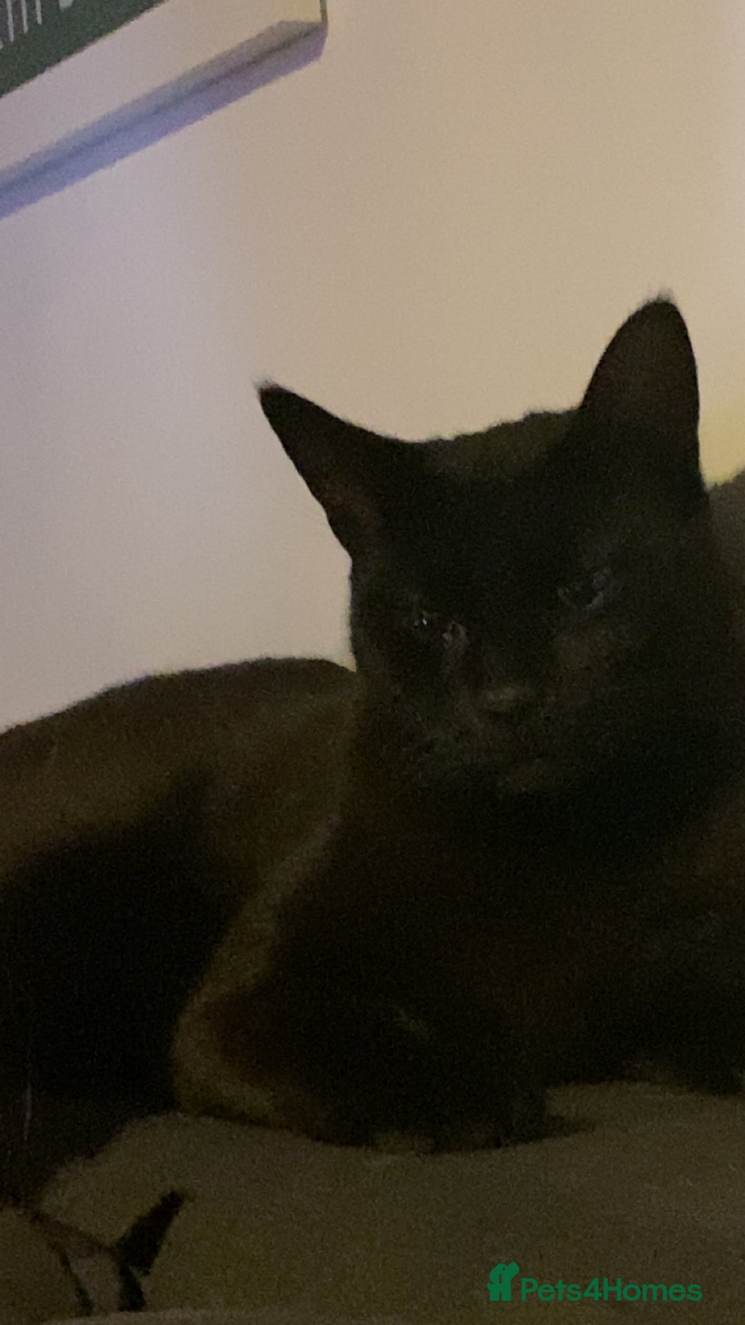 Mixed Breed cats for sale: Black kittens for sale - Advert 6