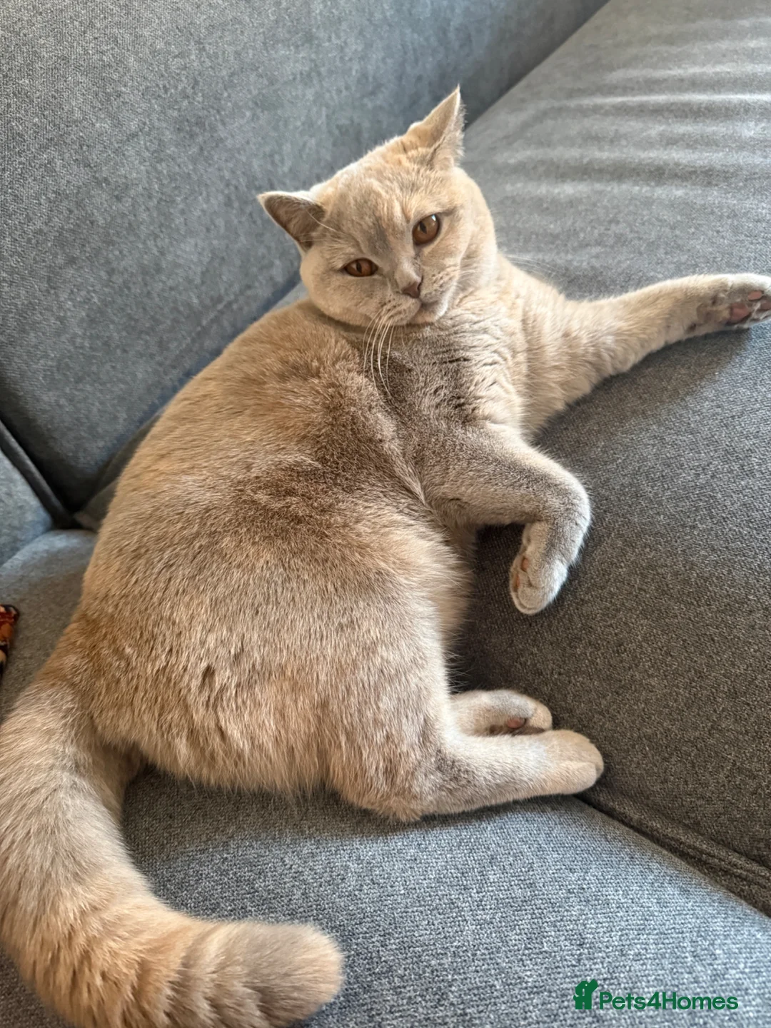 British Shorthair cats for sale: I’m looking for boyfriend for my cat  in Bathgate - Advert 3