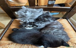 Mixed Breed cats for sale: Tabby - Image 6