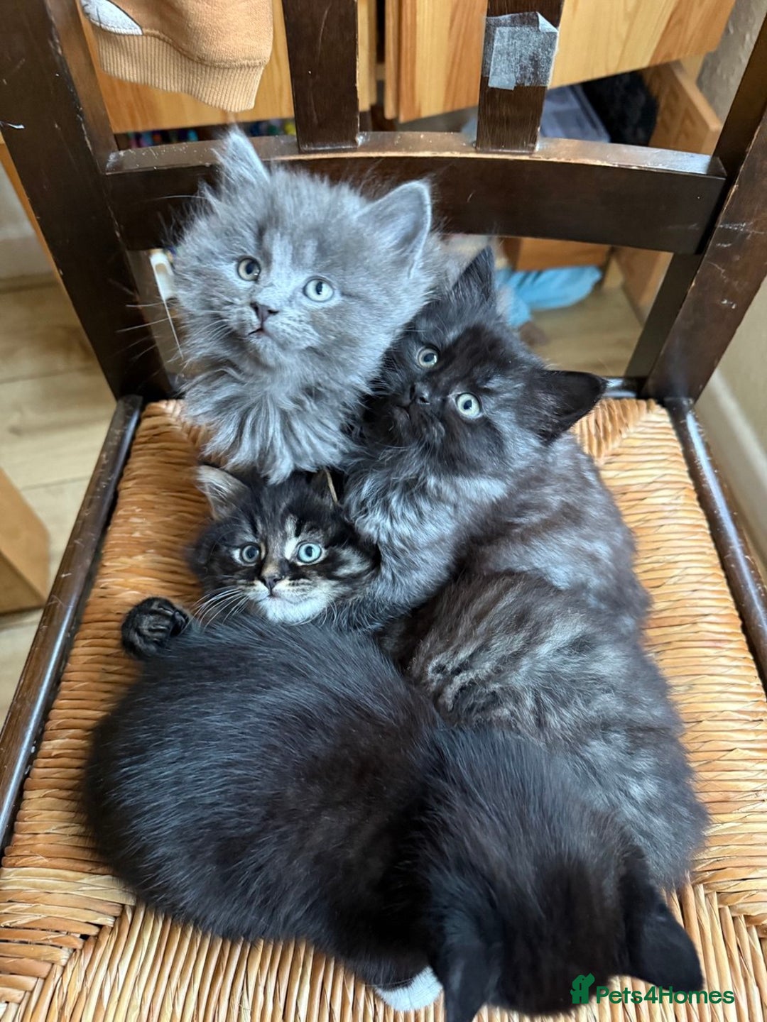 Mixed Breed cats for sale: Tabby - Image 6