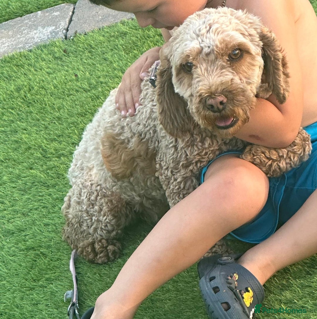 Cockapoo dogs for sale: F1B cockapoo puppies  - Advert 2