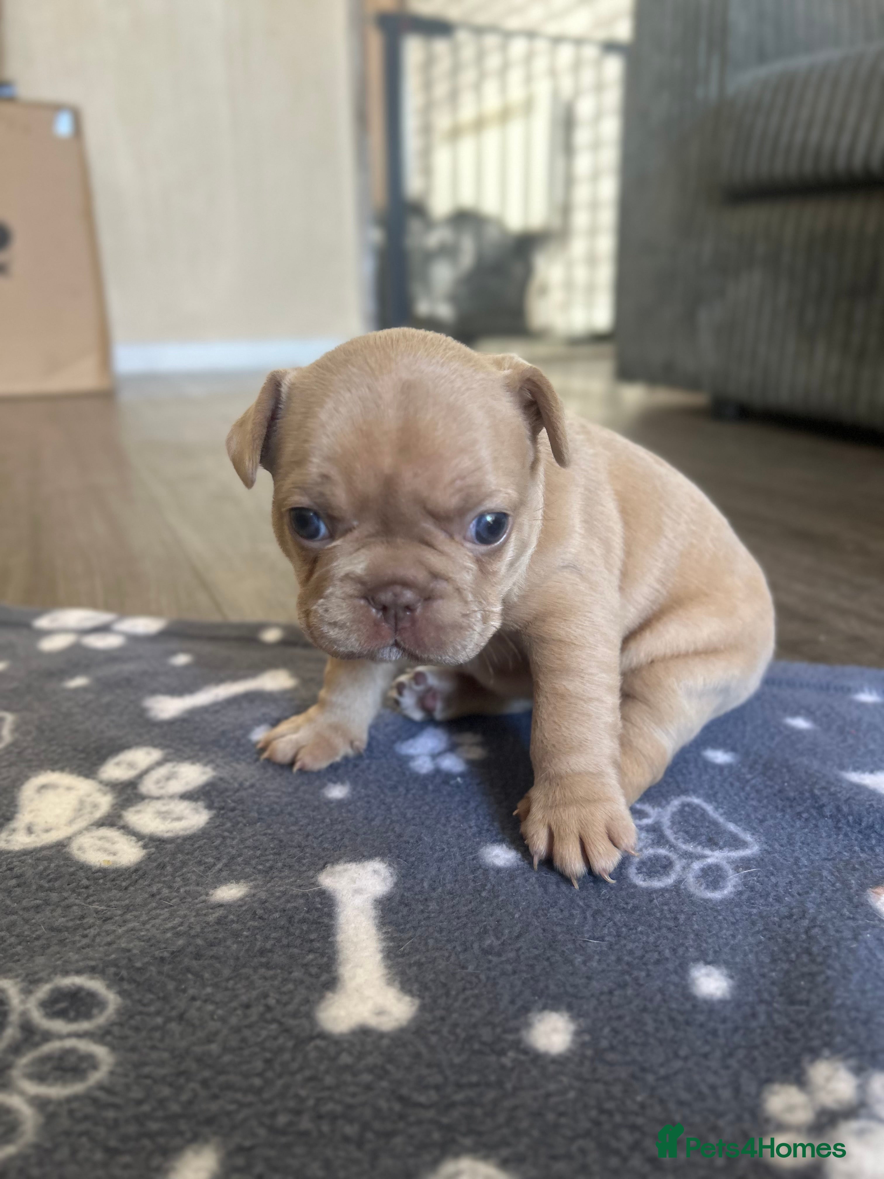 Mixed Breed dogs Boxer cross frenchie pups. - Advert 5