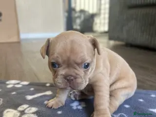 Mixed Breed dogs Boxer cross frenchie pups. - Advert 5