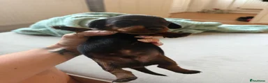 Miniature Dachshund 1
