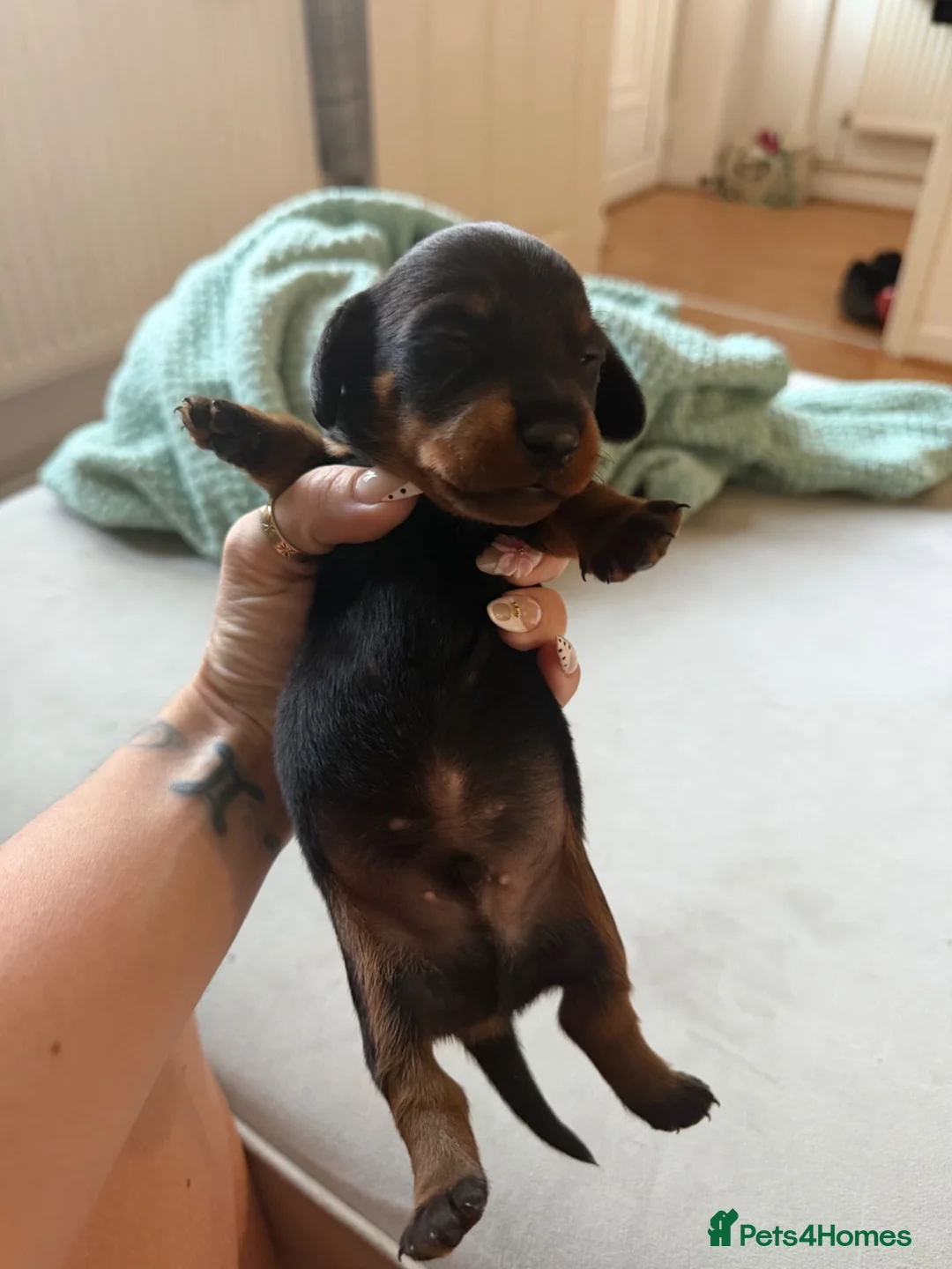 Miniature Dachshund dogs for sale: 3 miniature daschund puppies girls - Advert 17