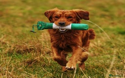 Golden Retriever dogs for stud: Gibson - Image 3