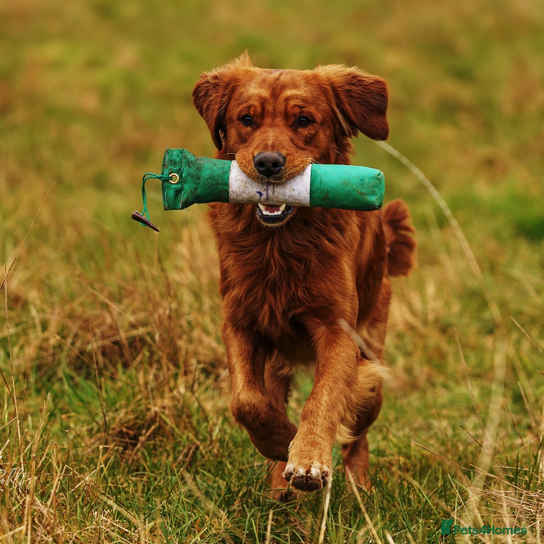 Golden Retriever dogs for stud: Gibson - Image 3