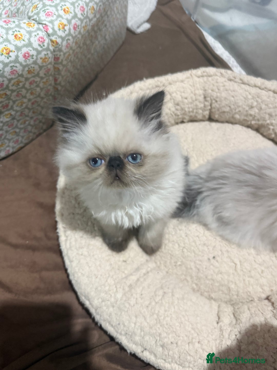 Persian cats for sale: Himalayan Persian Kittens  - Advert 6