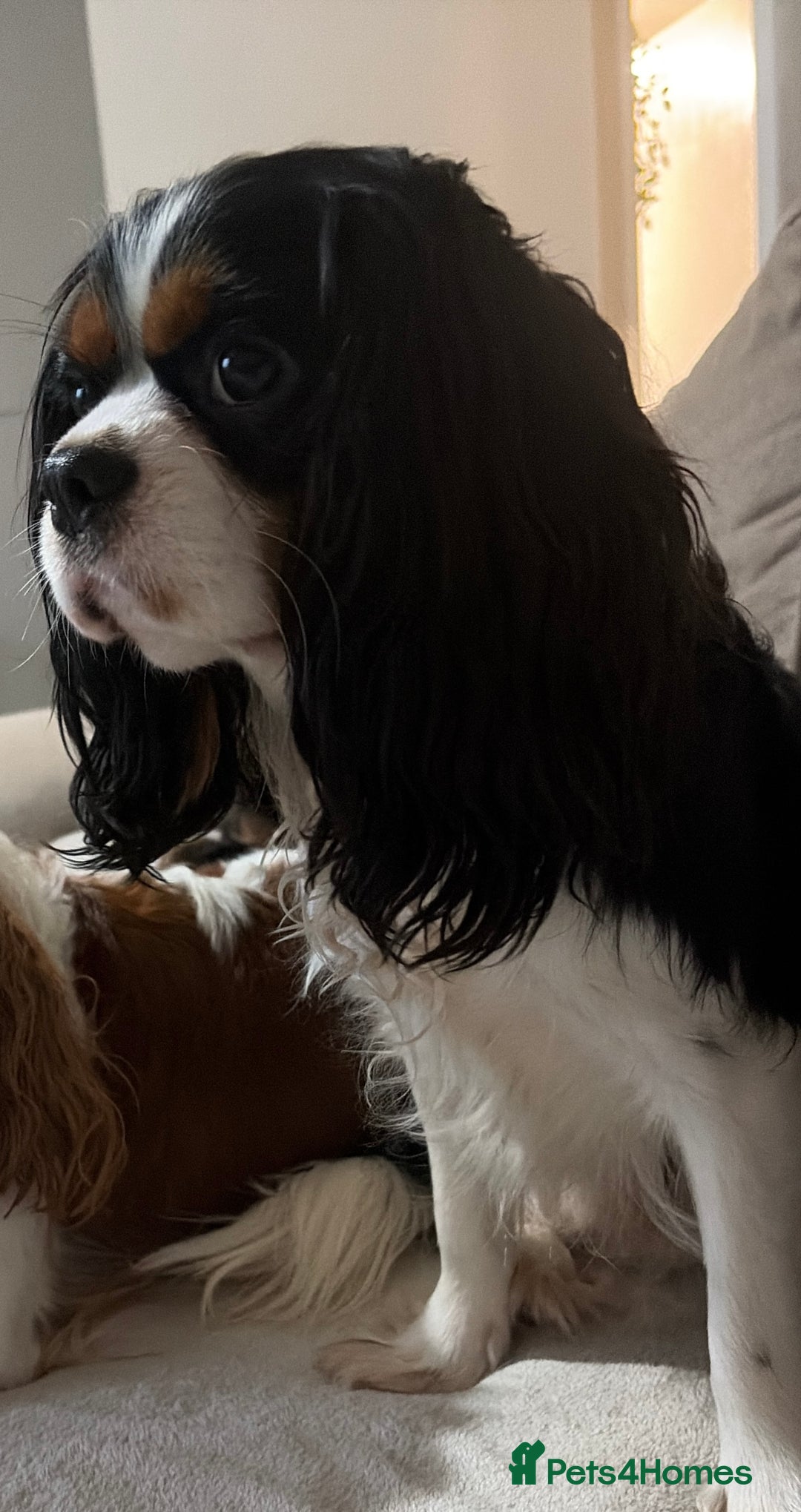 Cavalier King Charles Spaniel dogs for sale: Beautiful KC Registered Cavalier King Charles Pups - Advert 5