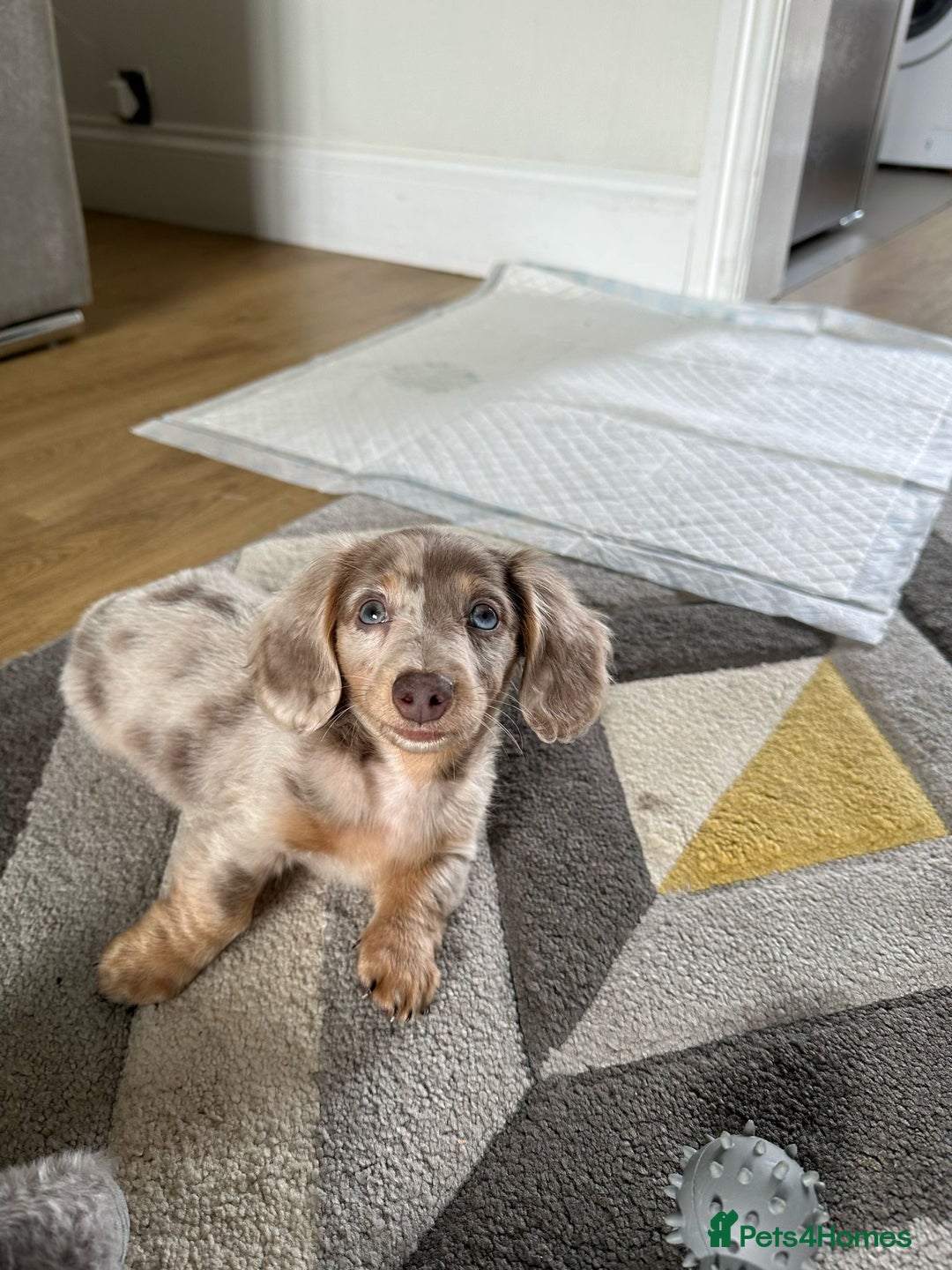 Miniature Dachshund dogs for stud: CREAM DAPPLE TOY LONG HAIRED DACHSHUND   - Image 6