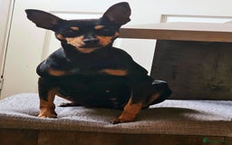 Miniature Pinscher dogs for sale: Miniature Pinscher puppies! - Image 12