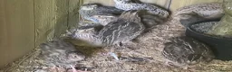 Quail poultry for sale: Trios of Quail - Advert 8
