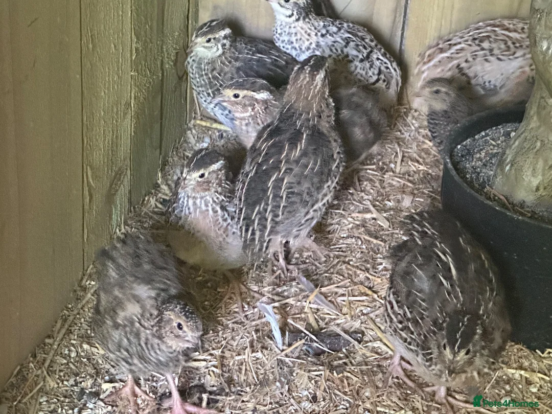 Quail poultry for sale: Trios of Quail - Advert 8