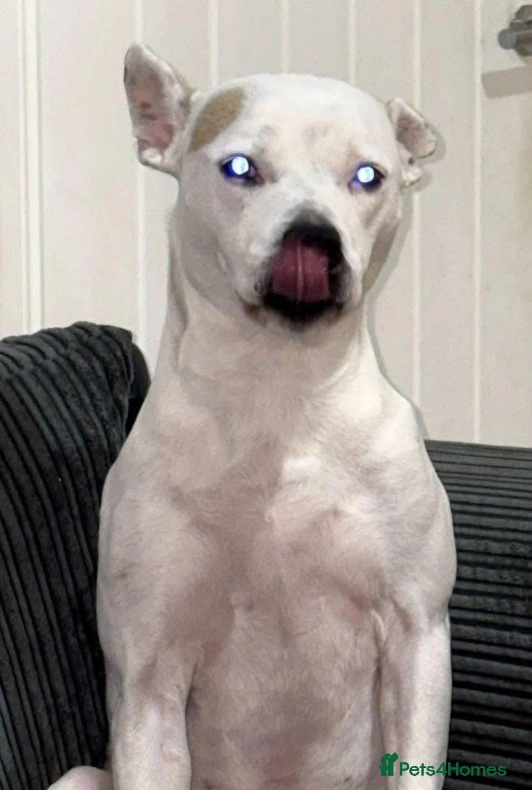 Mixed Breed dogs for sale: American staffy - Advert 1