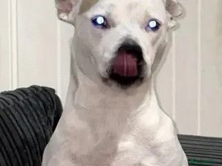 Mixed Breed dogs American staffy - Advert 6