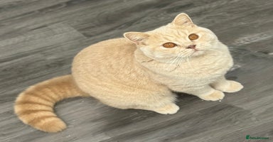 British Shorthair cats - Advert 7