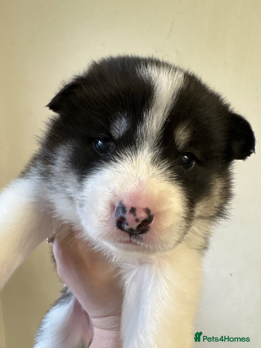 Mixed Breed dogs for sale: Samsky puppies - Advert 12