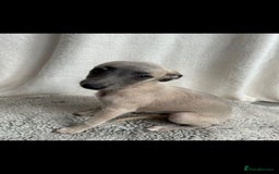 Whippet dogs for sale: Full kc registered whippets  - Image 15