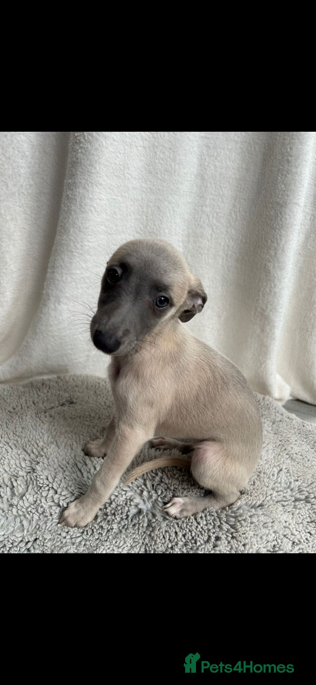 Whippet dogs for sale: Full kc registered whippets  - Image 15