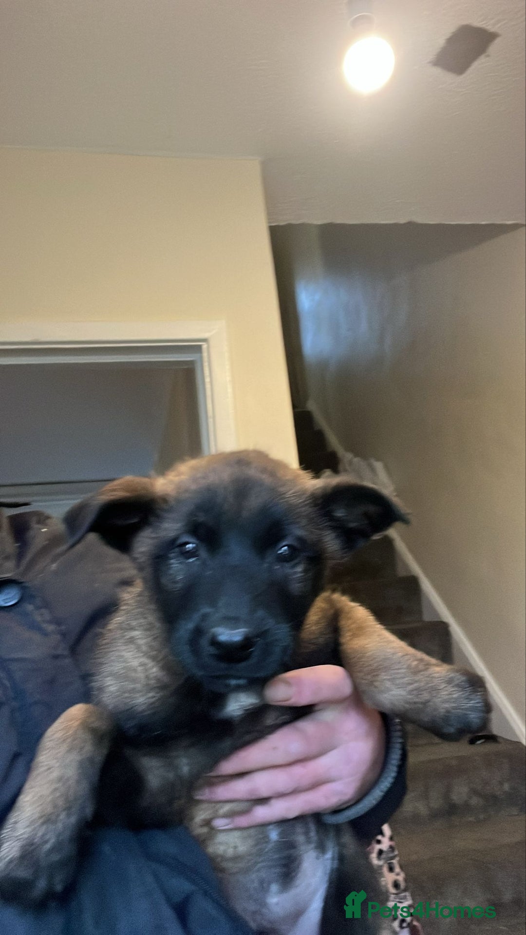 Belgian Shepherd Dog dogs for sale: belgian malinois  - Advert 3