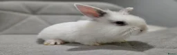 Mixed Breed rabbits for sale: Baby rabbits - Advert 2