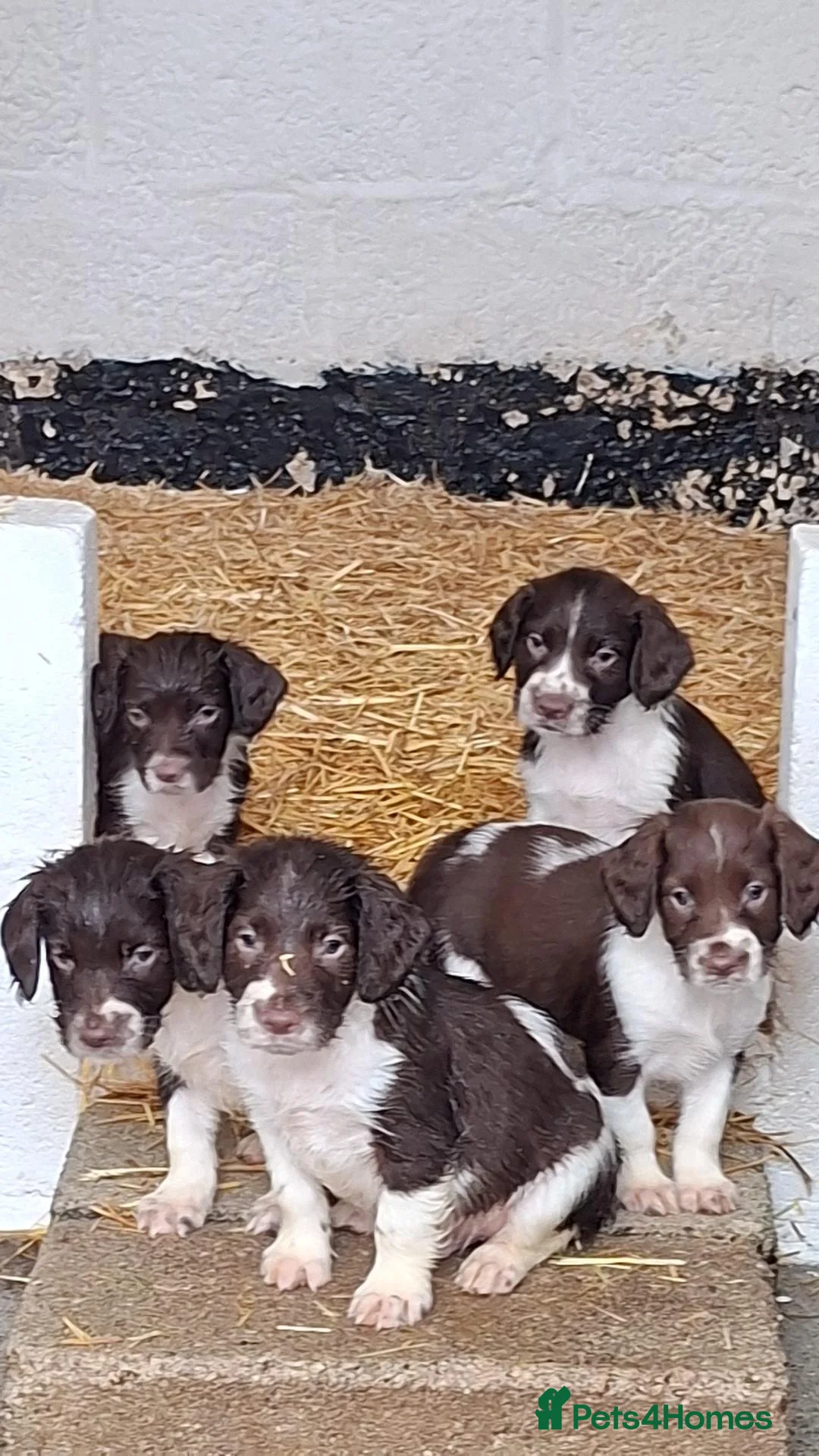 English Springer Spaniel dogs for sale: English Springer Spaniel Puppies in Okehampton - Advert 1